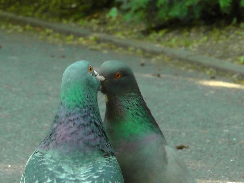 鳥