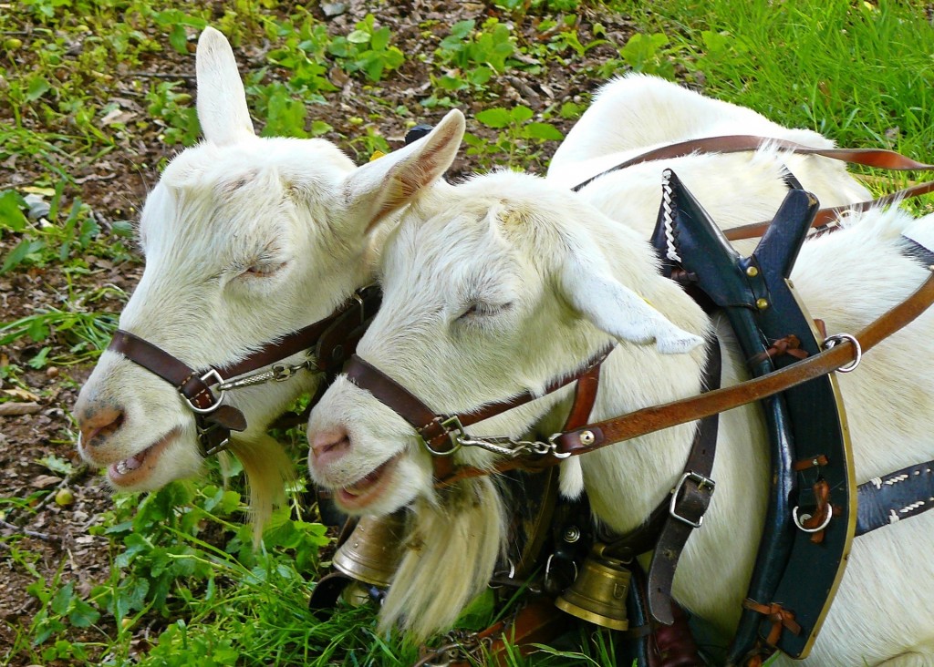 goats