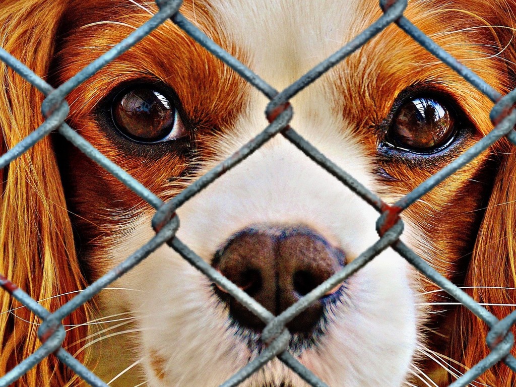 犬
