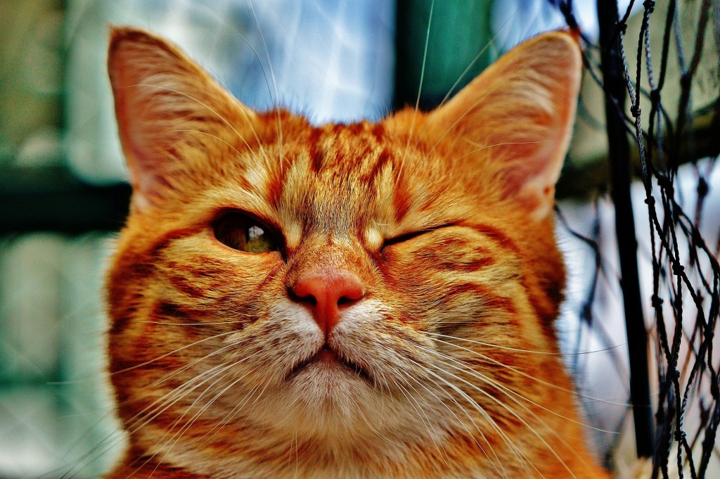 cat