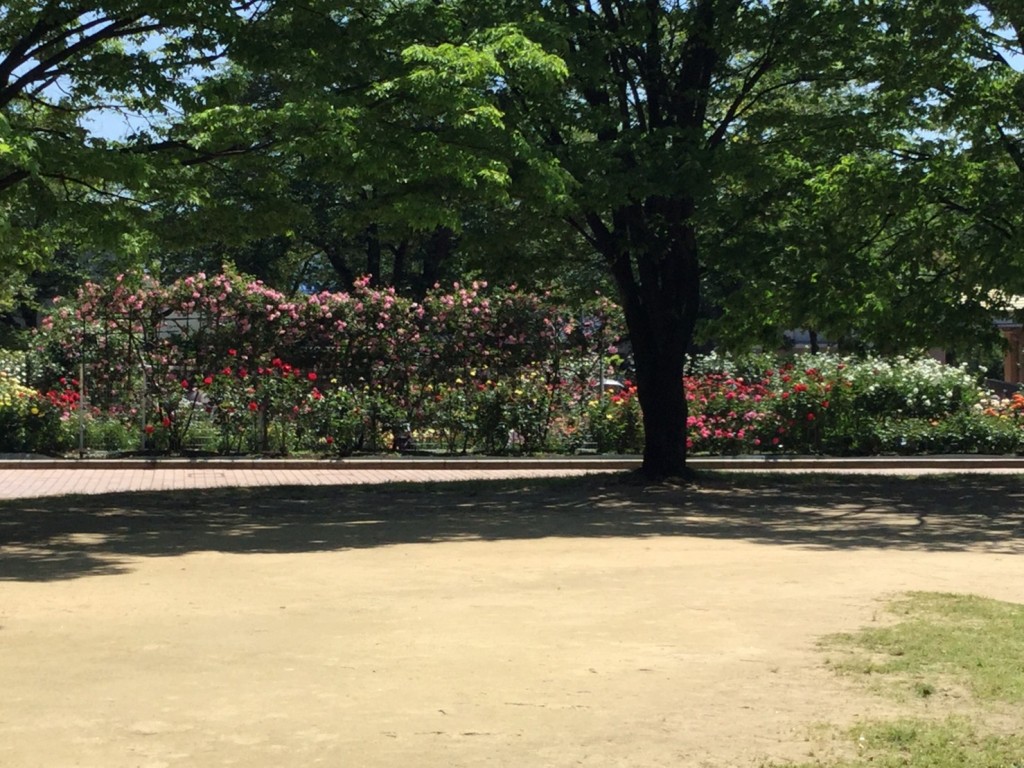 バラ園