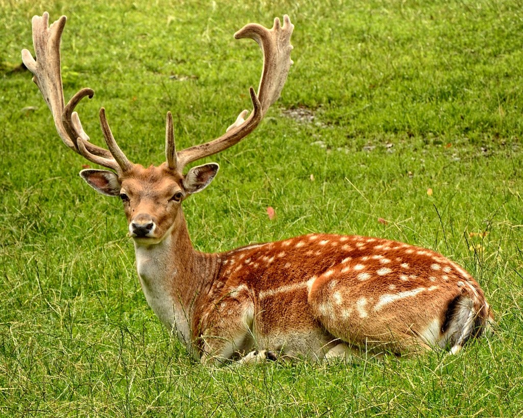 antler