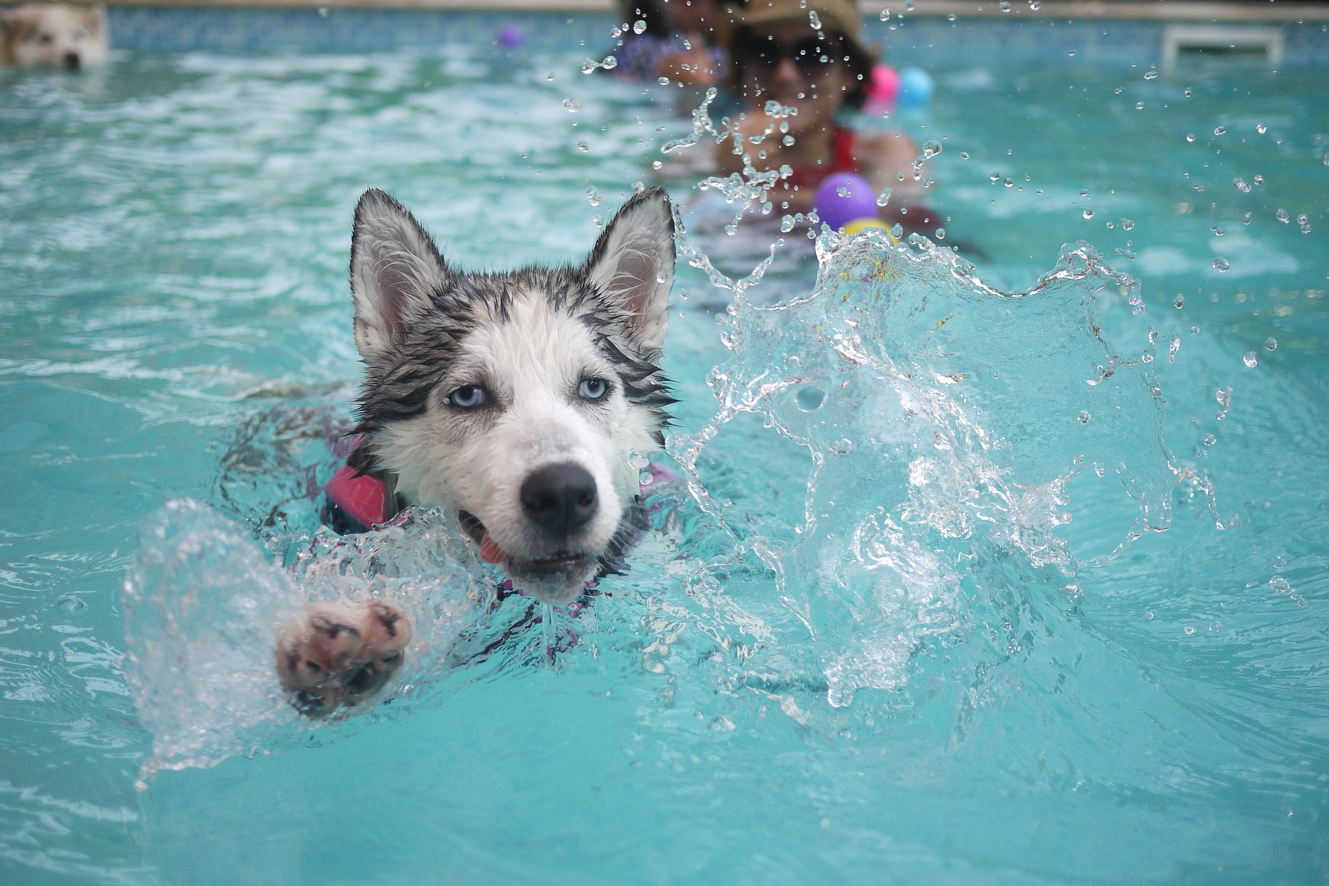 dog