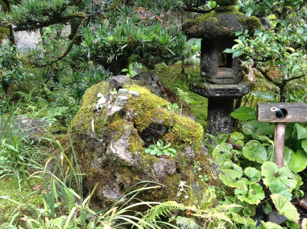 こけ