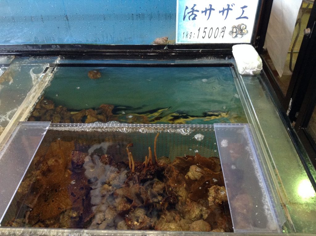 サザエ