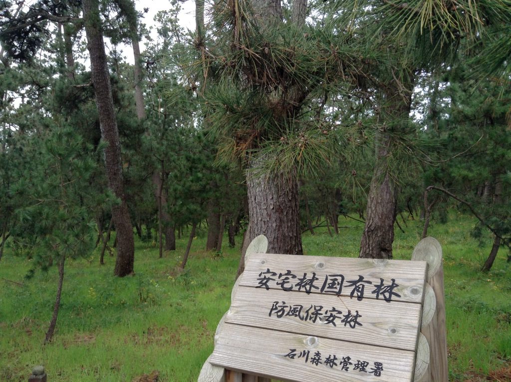安宅国有林