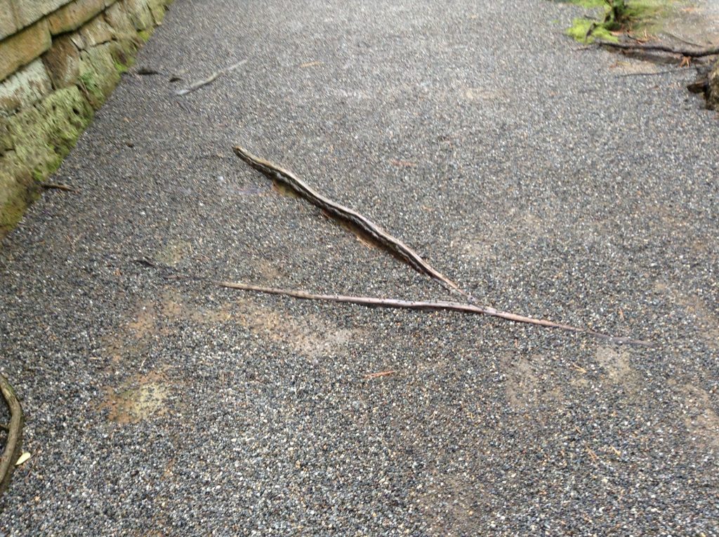 道