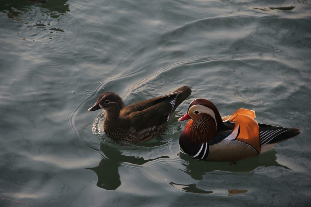 mandarin-duck