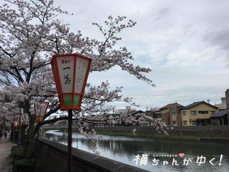 ひとは桜2