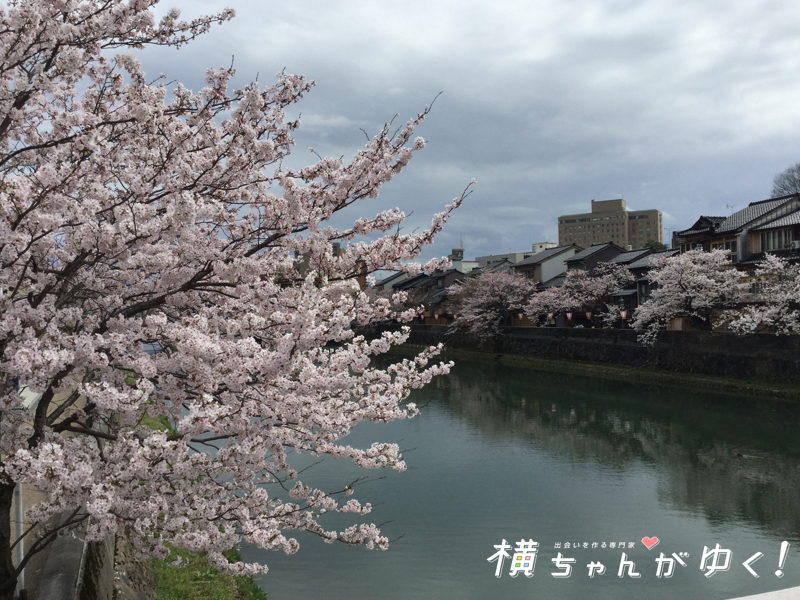 お花見6