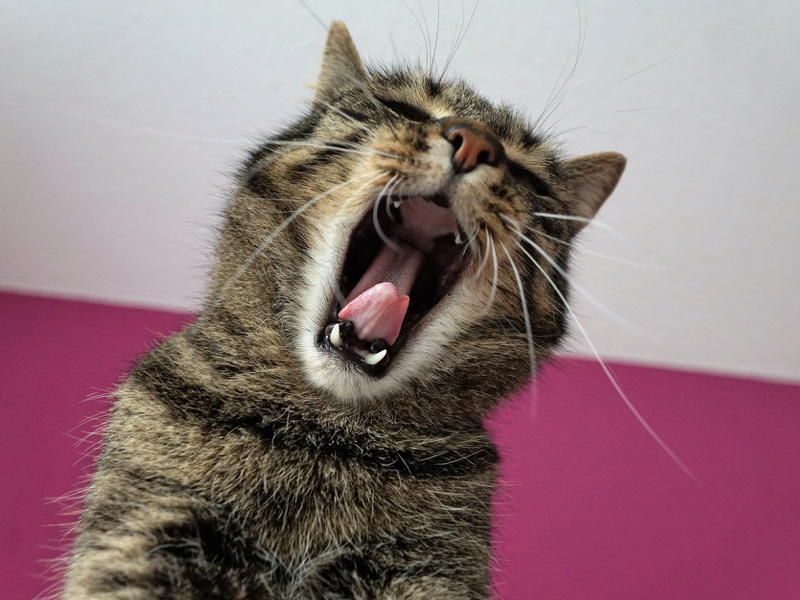 猫