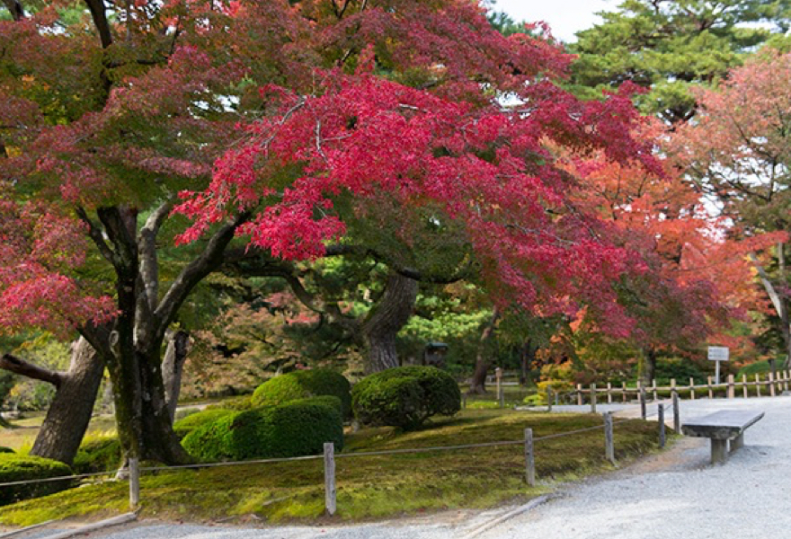兼六園秋