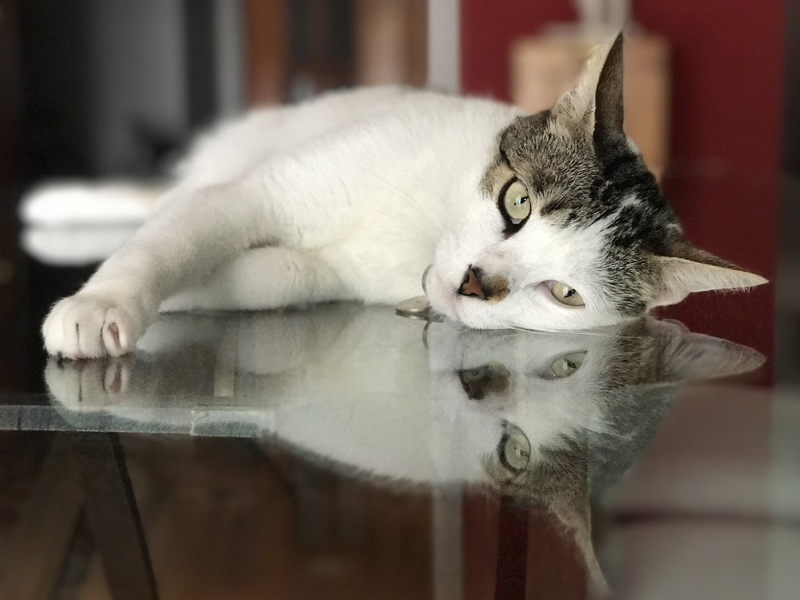 猫