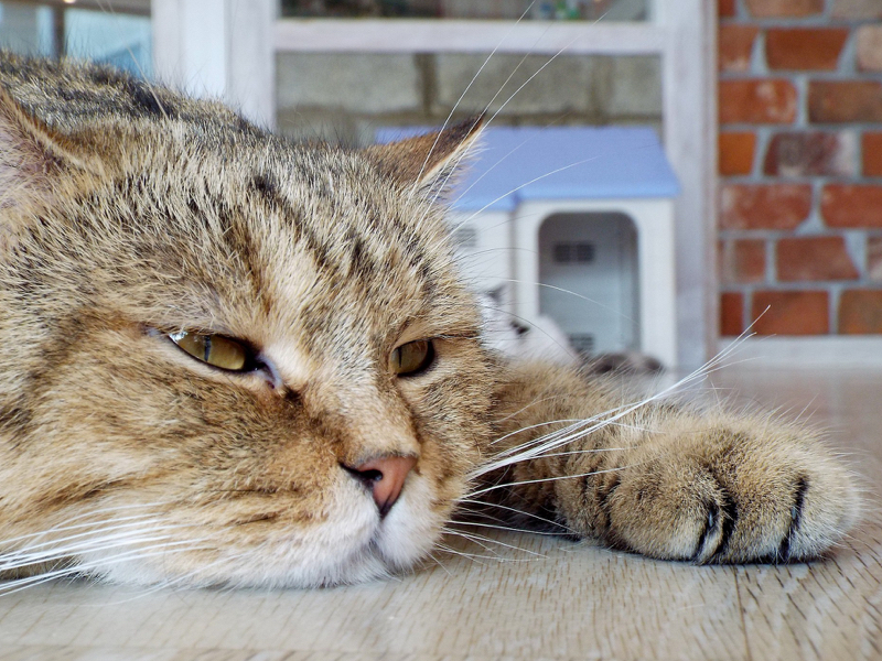 cat