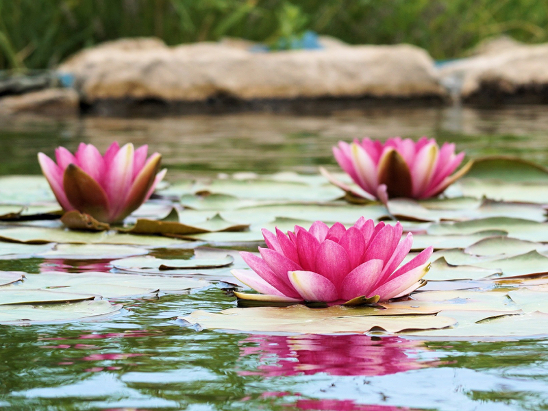花