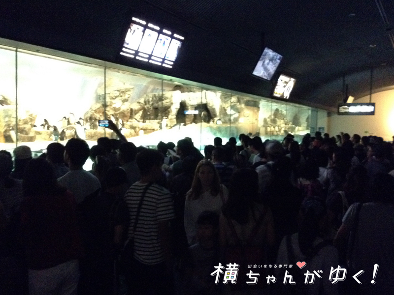名古屋港水族館34
