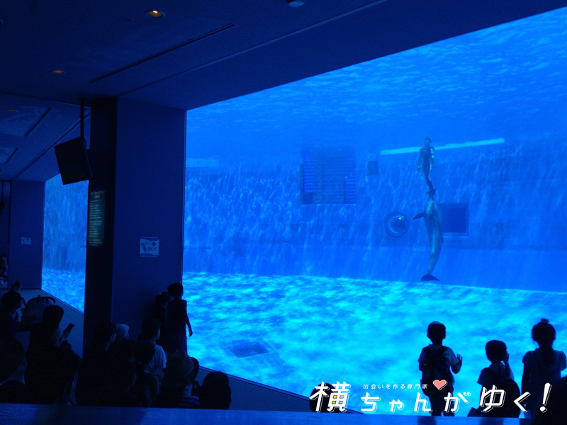 名古屋港水族館13