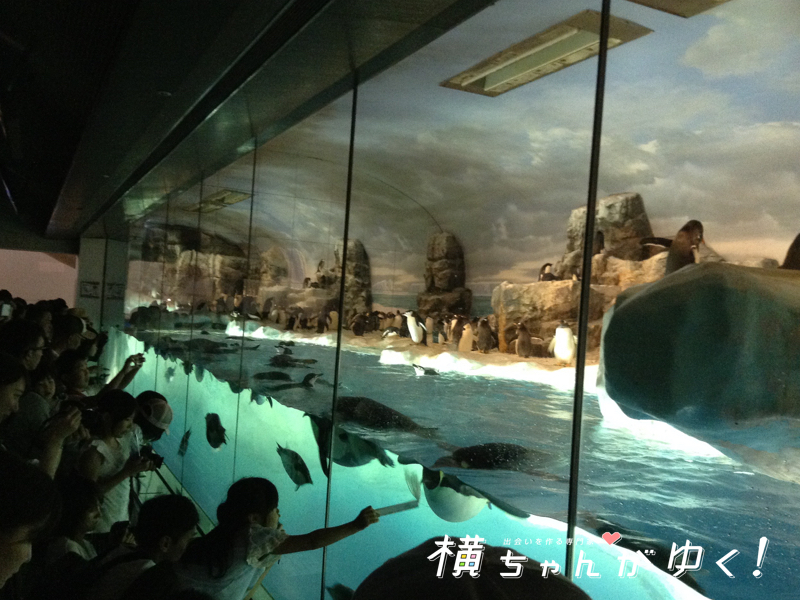 名古屋港水族館32