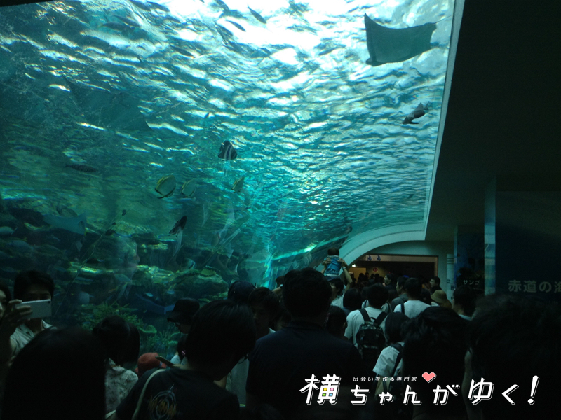 名古屋港水族館28
