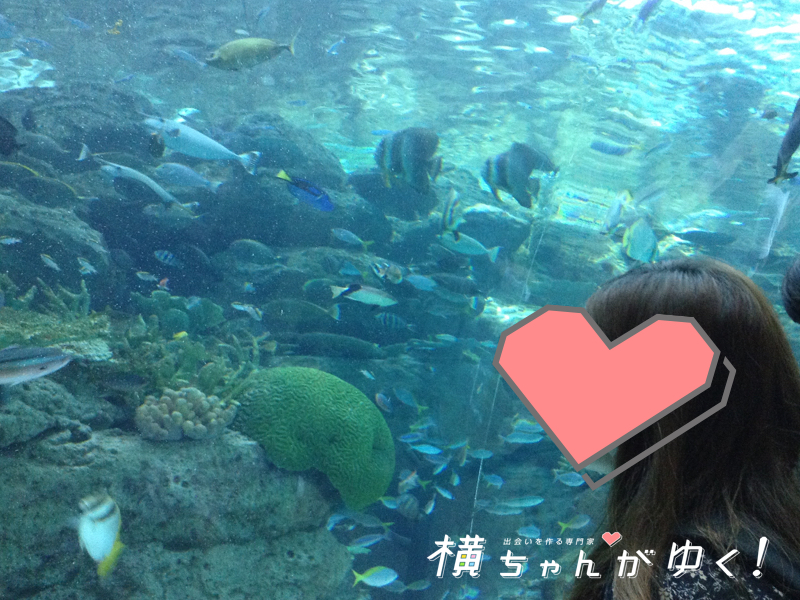 名古屋港水族館29