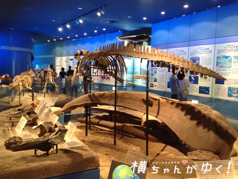 名古屋港水族館15