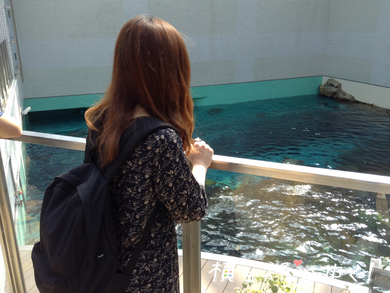 名古屋港水族館36
