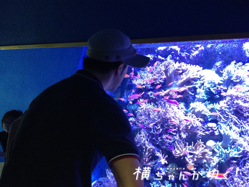 名古屋港水族館35