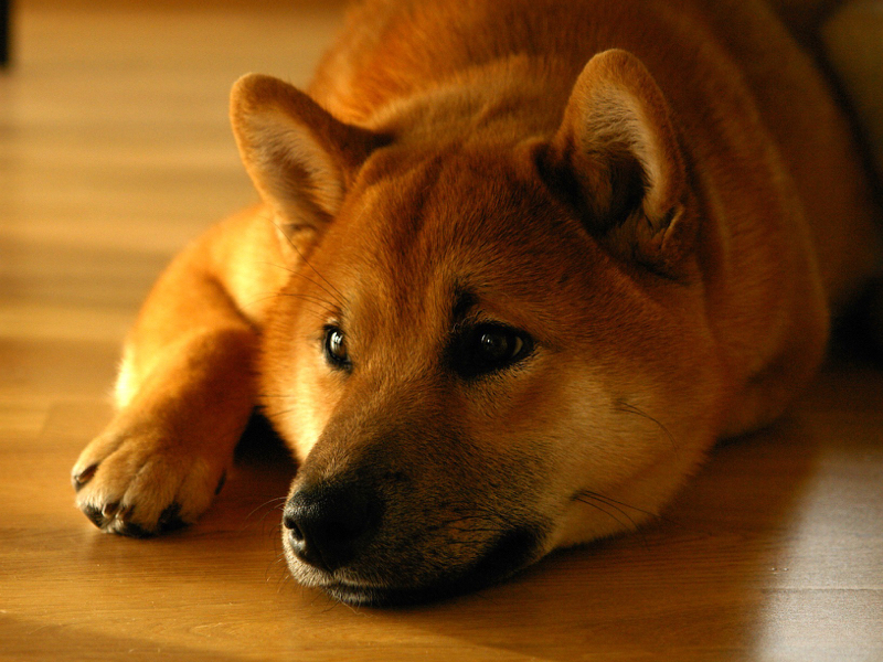 犬