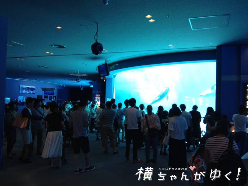 名古屋港水族館11
