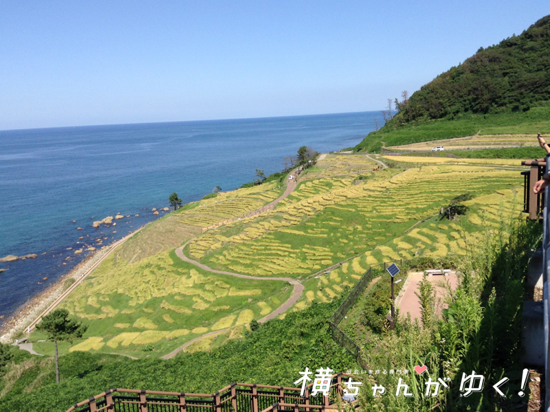 千枚田7