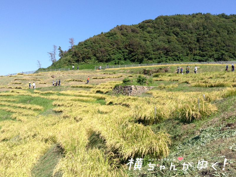 千枚田19