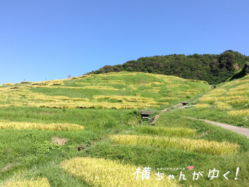千枚田15