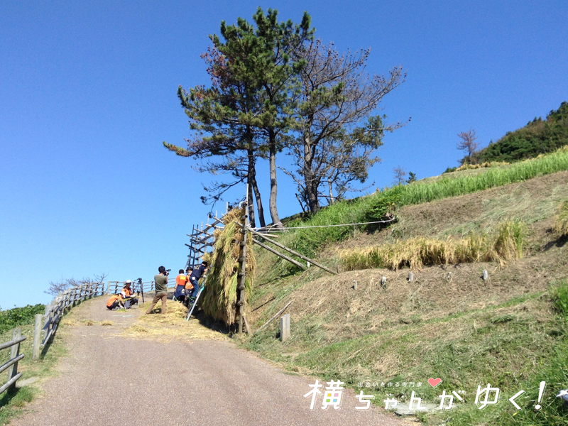 千枚田19