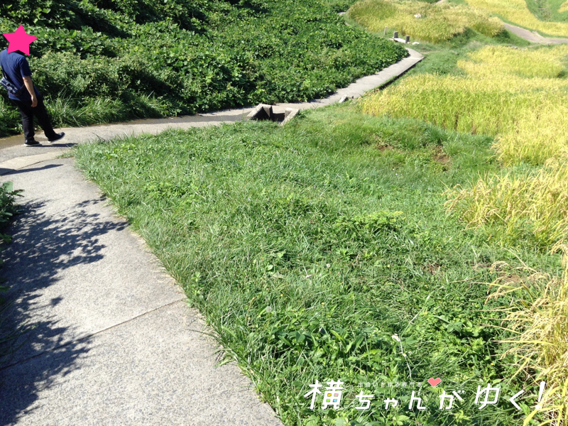 千枚田14