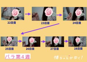 薔薇のしずく4週目