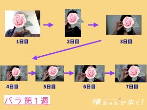薔薇のしずく一週目