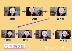 薔薇のしずく2週目