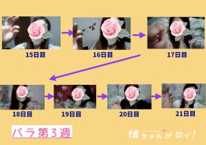 薔薇のしずく3週目