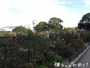 山下公園7