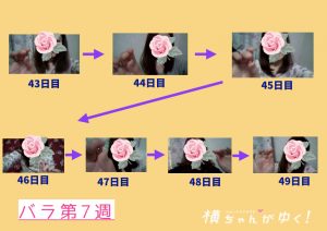 薔薇第7週