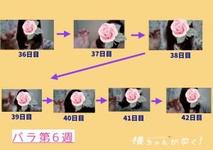 薔薇第6週