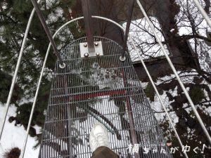 鯉恋の宮28