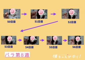薔薇第8週