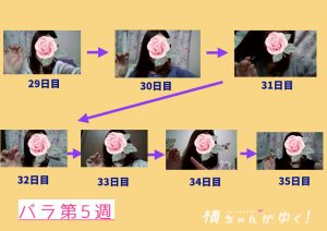 薔薇5週目