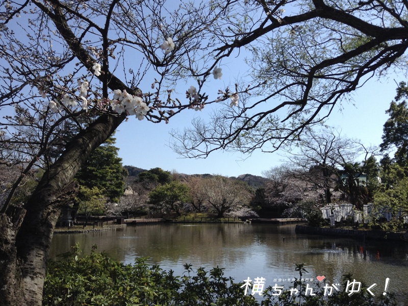 鶴岡八幡宮18