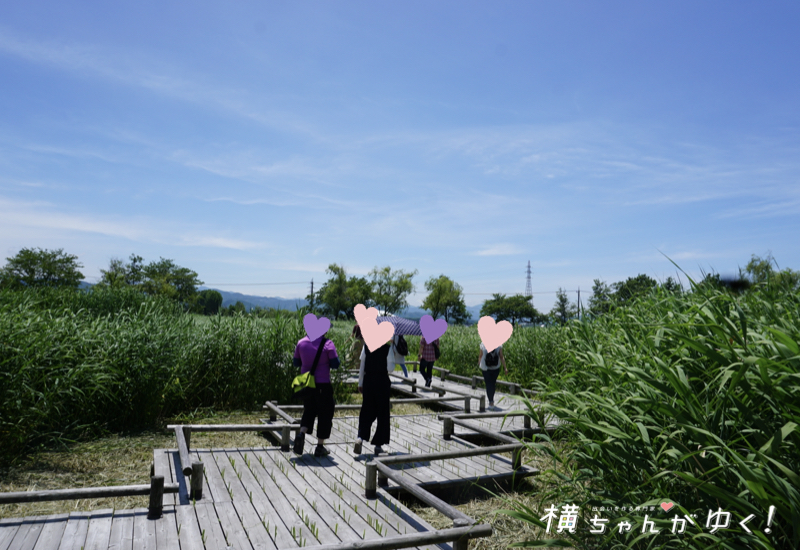 湿原