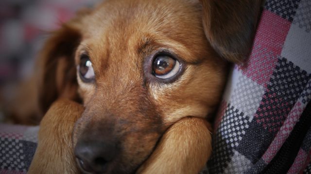 犬