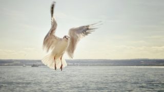 水