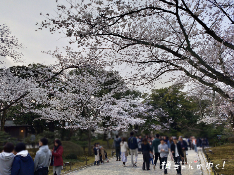 桜22